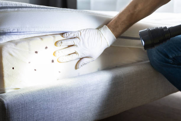 Best Affordable Pest Control Services  in Ship Bottom, NJ